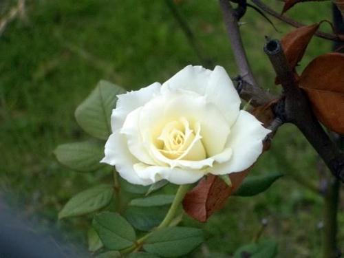 Hình hoa hồng đẹp nhất thế giới	
